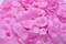 Kitcheniva Multicolor Silk Rose Petals DIY Craft & Party Decor 1000 Pcs